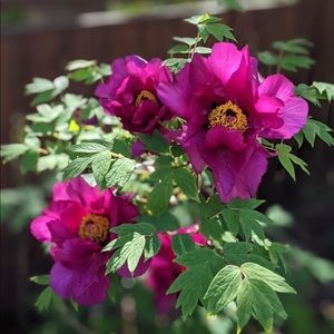 Meet your Posher, Belkis